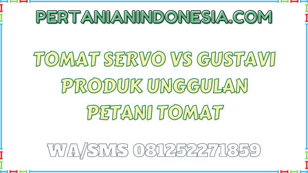 Tomat Servo VS Gustavi Produk Unggulan Petani Tomat
